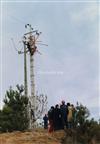 Rede Eléctrica n.º 67 _ Centro de Distribuição Viseu da EDP visita a um alteamento de uma linha de Média Tensão _ [1987-02-00] _ FNI _ 14109 _ 8.jpg