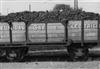 CRGE_Central Tejo_Transporte do carvão_Déc. 1930_RP13-075.jpg